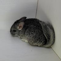 Ezri